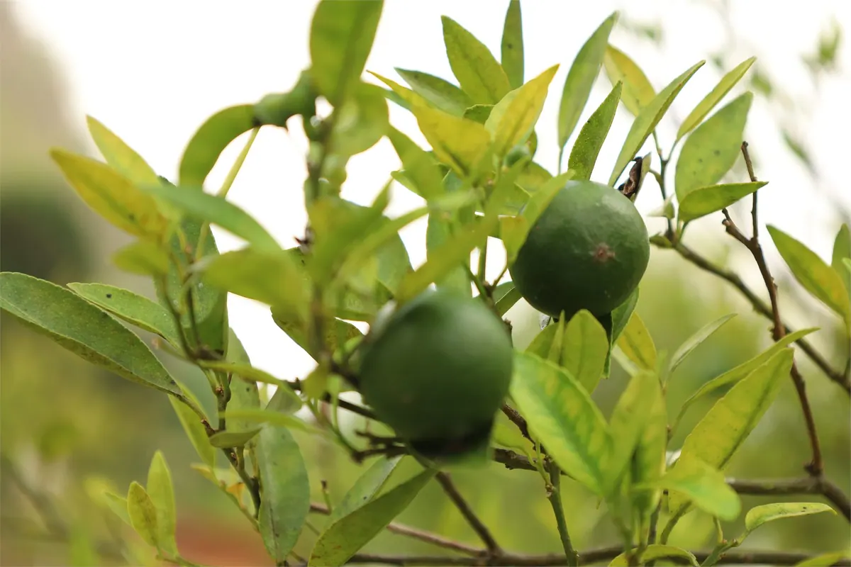 Taman Buah